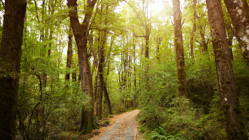 Planting Hope: How Your Walk Helps Grow a Greener Future